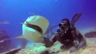 Shark and Shipwreck Dive with Go Pro 3 + Red Filter