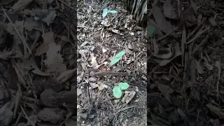 stump flower bed