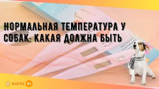 Нормальная температура у собак: какая должна быть