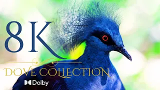 The Most Beautiful Birds Collection 8K ULTRA HD / 8K TV Dove bird