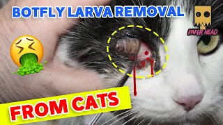 botfly/botfly removal from animals/botfly removal from kitten/Resue poor kitten/bot fly/botflies