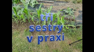 tři sestry v praxi