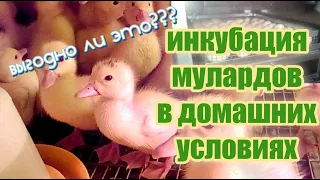 Вывод мулардов в инкубаторе. Итоги. Свой режим инкубации