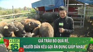 Giá trâu bò quá rẻ, người dân kêu gọi ăn đụng giúp nhau | Chuyện làng | VTC16