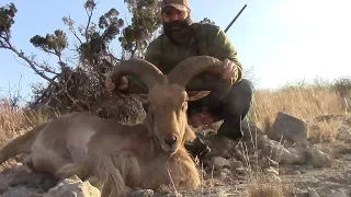 Aoudad West Texas