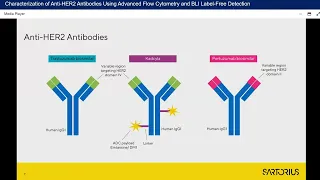 Characterization of Anti HER2 Antibodies Using Advanced Flow Cytometry and BLI Label Free Detection