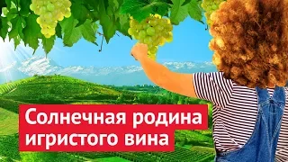 Один день счастья: итальянские виноградники