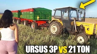 URSUS 3P  VS  21 TON ☆Transport Rzepaku Na Skup!  ☆Żniwa 2019