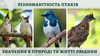 Різноманітність птахів. Роль птахів у природі та житті людини