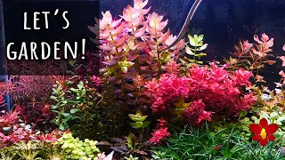 Gardening in my Aquarium - Dutch Aquascape Plant Maintenance & Trimming