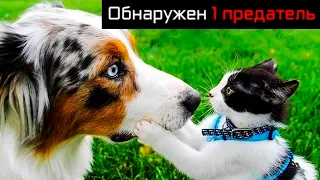 Обнаружен 1 предатель!!! Приколы с котами | Мемозг #423