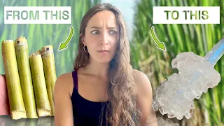 How I Grew Sugar Cane & Made Rock Crystal Candy