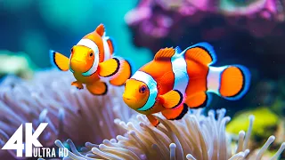 Лучший аквариум 4K - тропическая рыба, коралловый риф - расслабляющая медитационная музыка