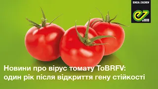 Новини про вірус томату ToBRFV: один рік після відкриття гену стійкості