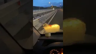 Oaie rătăcită pe autostrada Sebeș-Sibiu