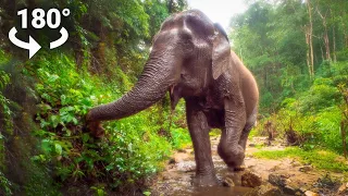 Experience Elephants UP CLOSE in VR180