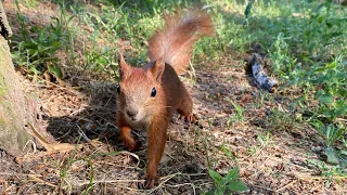 Бельчонок ест орехи. Squirrel eats nuts.