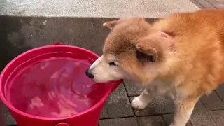 【閲覧注意】あすか噛まれるシーン😭深かった傷の手術をし終えて😌