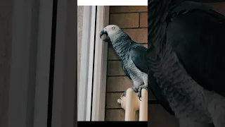 ✅ СПЕЛА КАК Монсеррат Кабалье 🤣 ЖАКО ПЕТРУНЯ 🐦FUNNY PARROT ZHAKO PETRUNYA 🔥 #shorts  #funny  #parrot