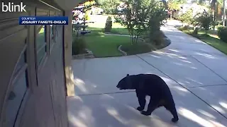 3-legged bear breaks into home, chugs white claws - The Morning Sprint