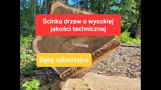 Ścinka drzew o wysokiej jakości technicznej