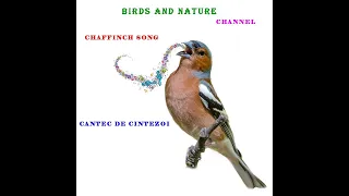 Cantec De Cintezoi pentru Pom (Padure)- Chaffinch Song