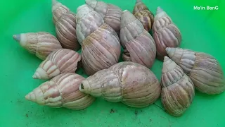 Mencari kelomang, menemukan kelomang besar di pantai, hermit crab, Umang-Umang besar