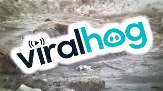 Bear Falls Through The Ice || ViralHog