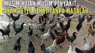 CARA TERNAK AYAM KAMPUNG ALA PPK ‼️