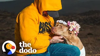 Pittie Rescued From Chain Turns Out To Be Pregnant | The Dodo