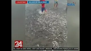 24 Oras: Sangkaterbang buhay na isda, napadpad sa baybayin