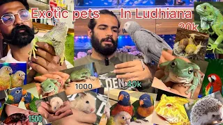 Ludhiana pet shop ,Aab bahr wale janwar,parinde mile gye aap ko Ludhiana me Exotic pets Ludhiana