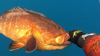 BIG DUSKY GROUPER ΡΟΦΟΣ George Vasiliou Spearfishing World Champion. ΜΕΓΆΛΟΙ ΡΟΦΟΙ σε βαθιά νερά