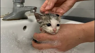 The first time bathing a kitten is full of lice and dirt