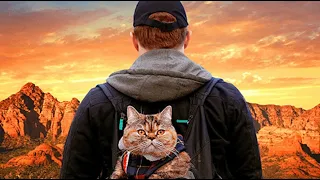 Котики Трейлер Cat Daddies 2023 Новые фильмы