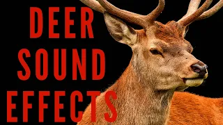 DEER SOUND EFFECTS - Deer Sounds