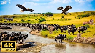 4K African Wildlife - Great Migration from the Serengeti to the Maasai Mara, Kenya