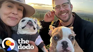 Couple Brings Their Two Rescue Dogs Camping In A Vineyard For A Night | The Dodo