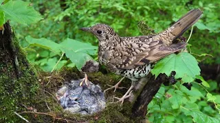 호랑지빠귀 TigerThrush