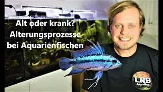 Alt oder krank? Alterungsprozesse bei Aquarienfischen