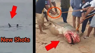 Shocking Shark Attack On a Man In The Red Sea. The Shark Was CAUGHT.