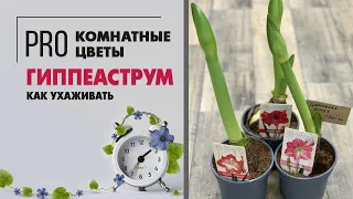 Гиппеаструм - луковичное растение для дома с цветами колокольчиками. Как подружиться? Легко!