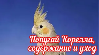 ПОПУГАЙ КОРЕЛЛА/ СОДЕРЖАНИЕ И УХОД