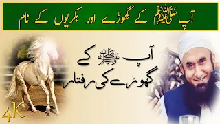 The speed of the Prophet's horse By  Molana Tariq Jameel | latest Bayan | The Messenger Of Allah