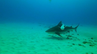 Scuba Diving with Bull Sharks, Playa Del Carmen, Mexico