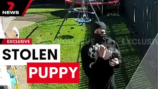 Security cameras capture the moment a family's puppy was stolen by a dognapper | 7 News Australia