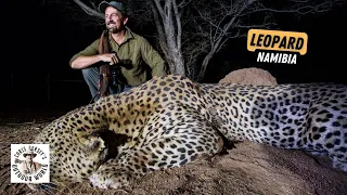 Huge Namibia Leopard
