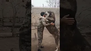 Алабай, гампр, кангал    .....  Alabay, armyanski gampr, kangal