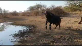 Friendly Cape Buffalo