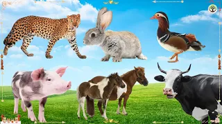 Discover Amazing familiar animals life: leopard, rabbit, mandarin duck, pig, pony, cow & hippo